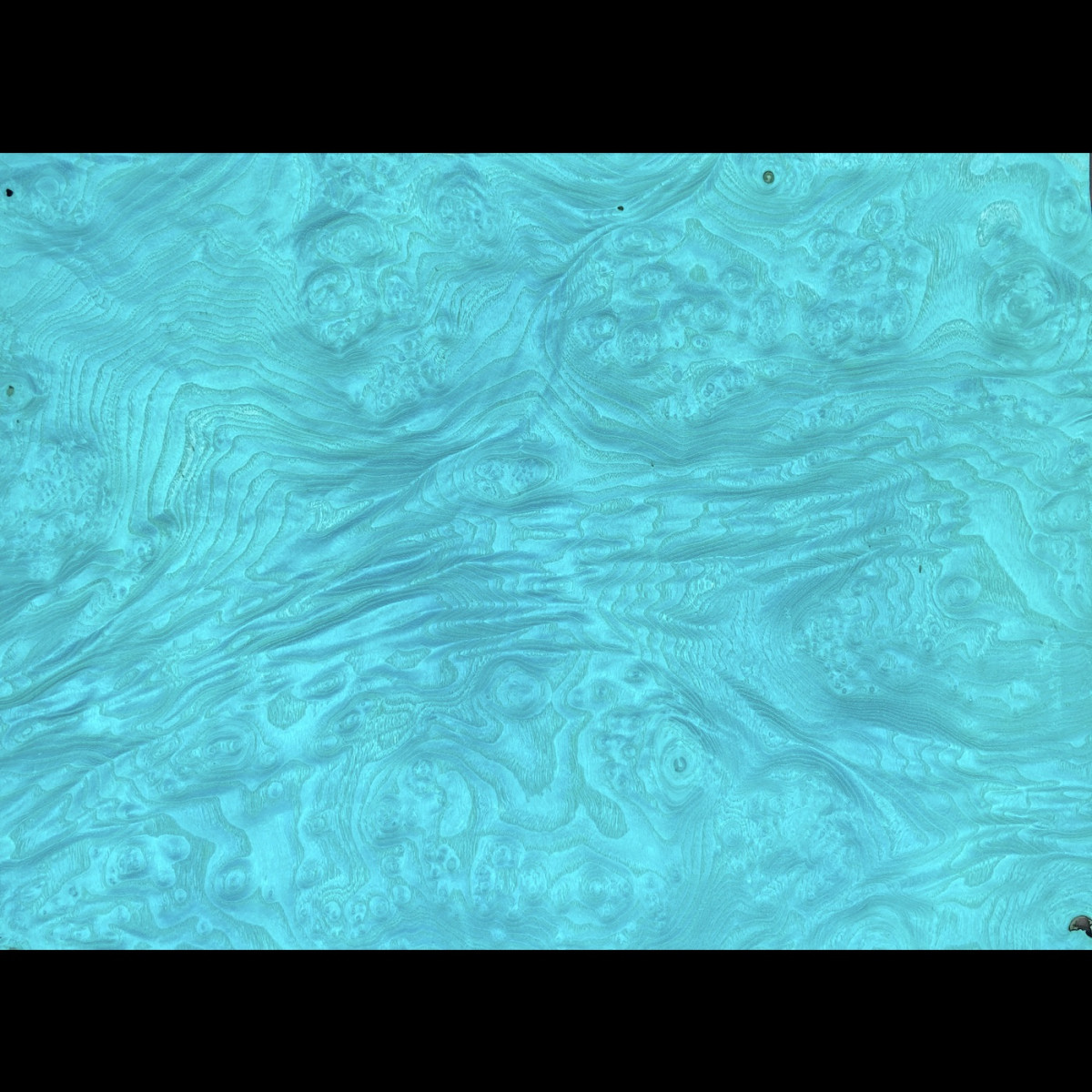 Placage Loupe de frêne bleu lagon