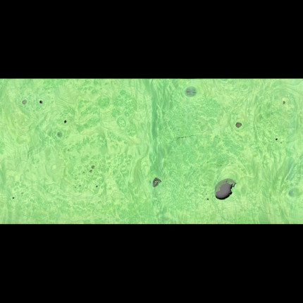 Placage Loupe de Frêne Vert pomme