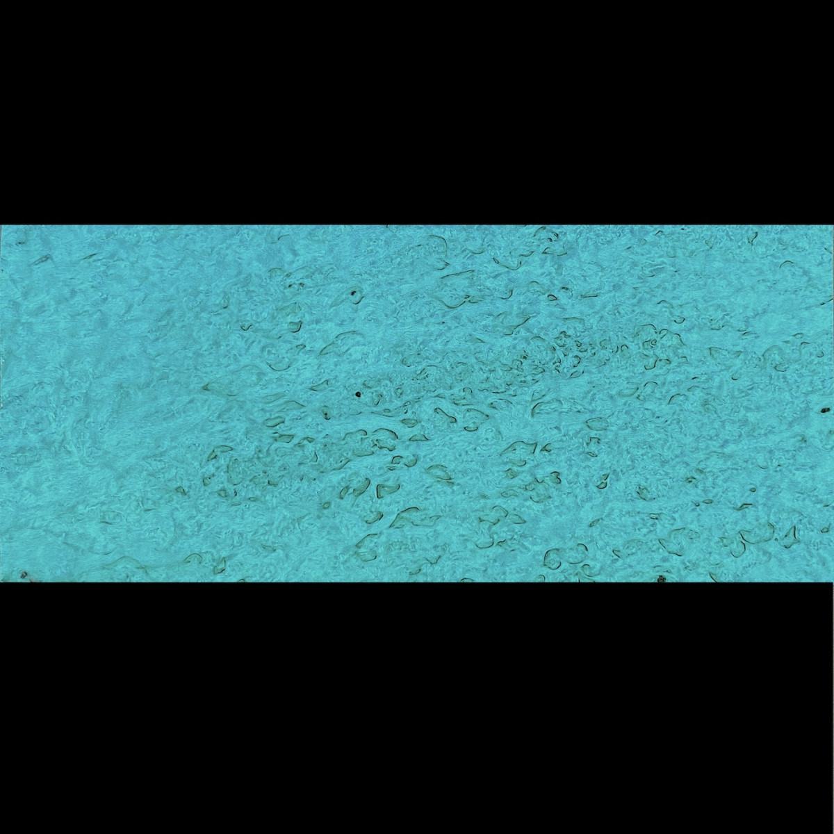 Placage Bouleau Madré Bleu Lagon