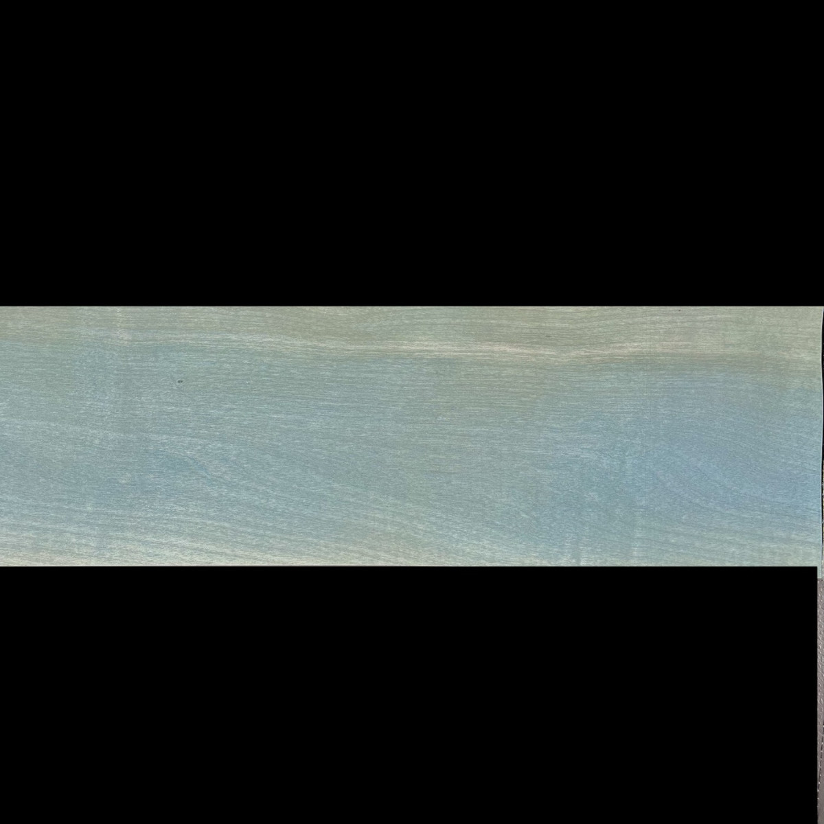 Placage Sycomore bleu 12