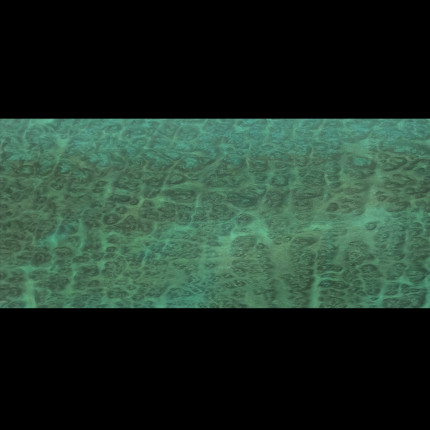 Placage Eucalyptus Pommelé Bleu lagon