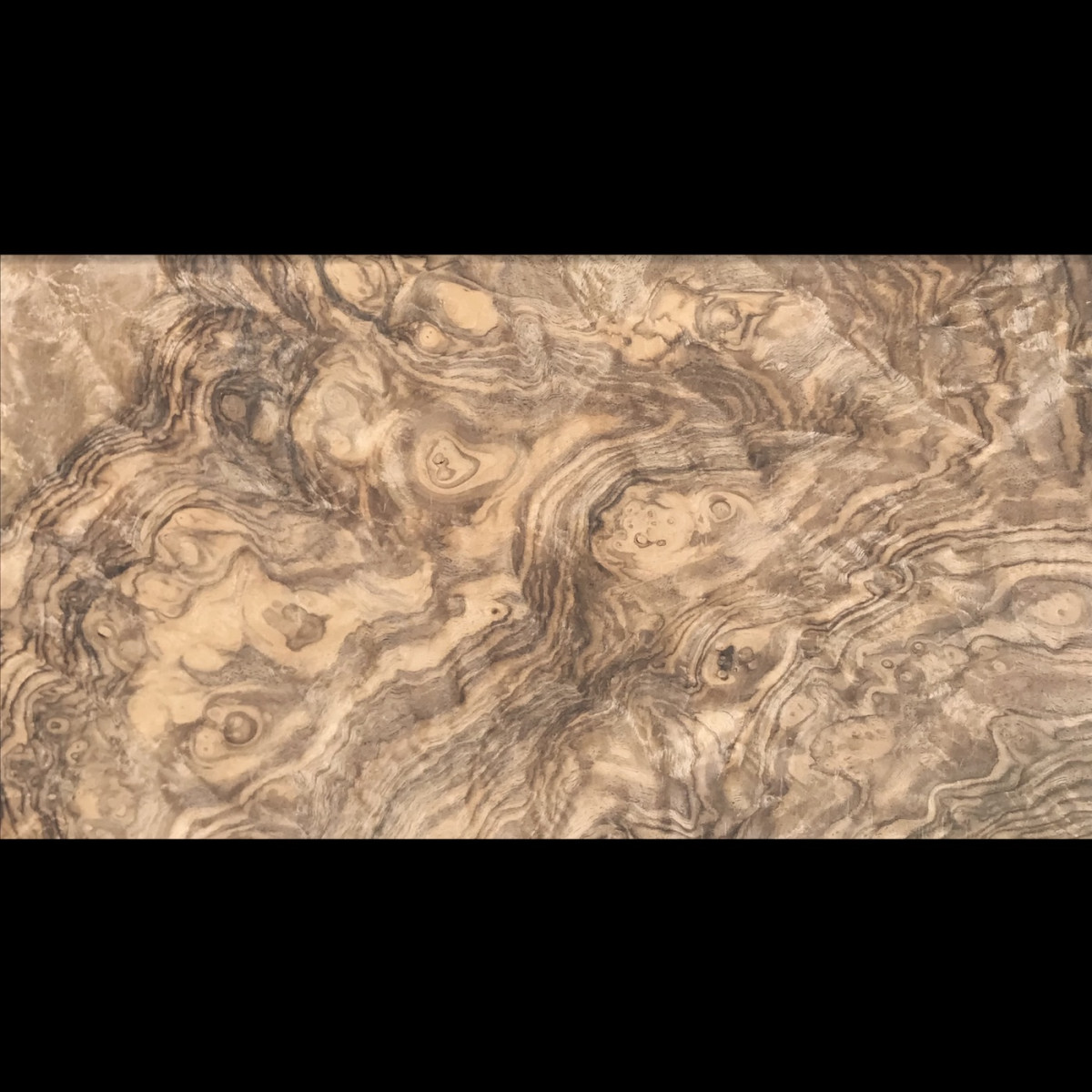 Loupe de noyer européen