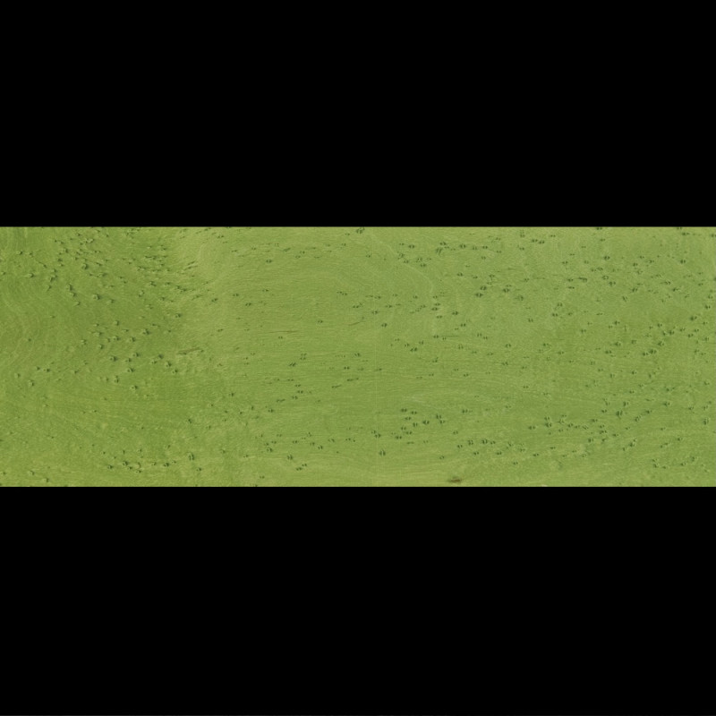 Placage Erable Moucheté Vert 13