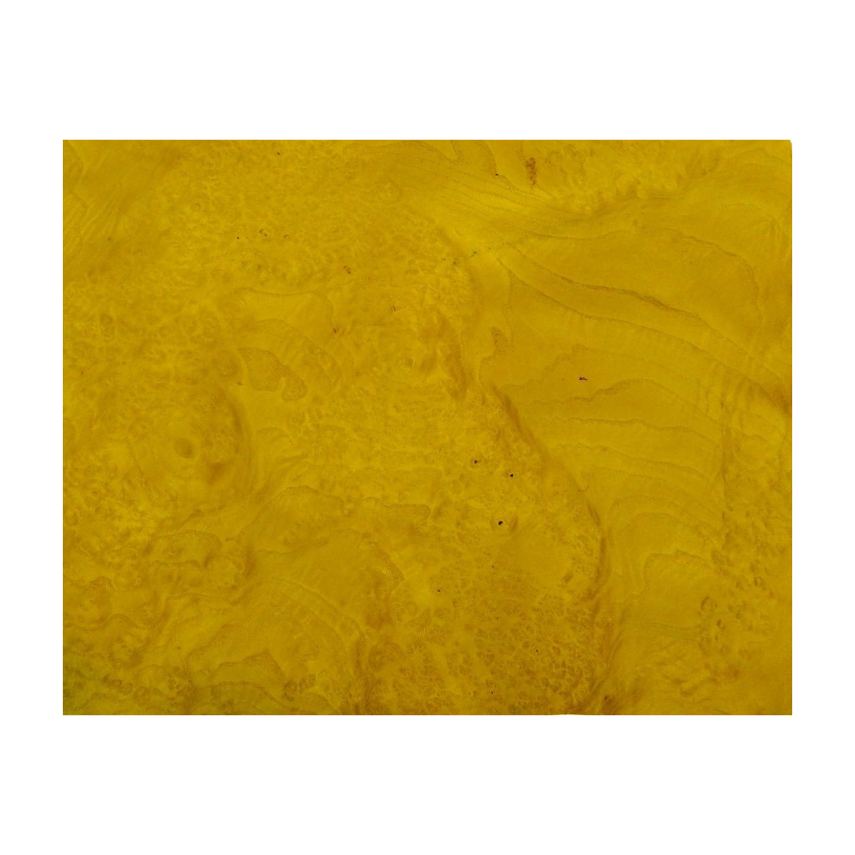 Placage Loupe de frêne jaune d'or