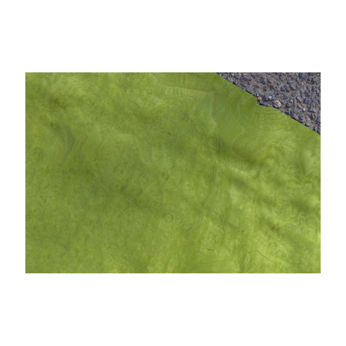 Placage Loupe de Frêne Vert 13