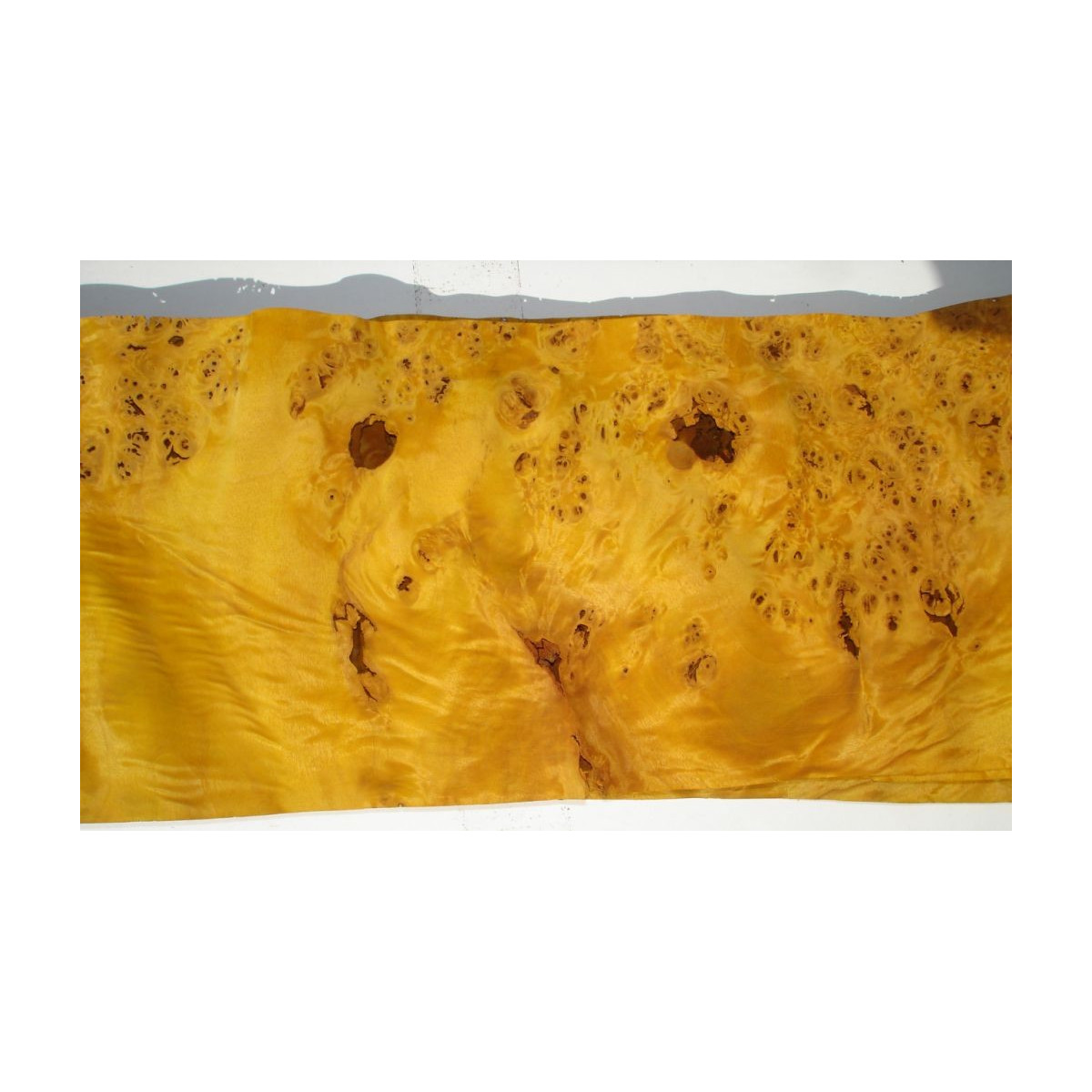 Loupe de peuplier jaune