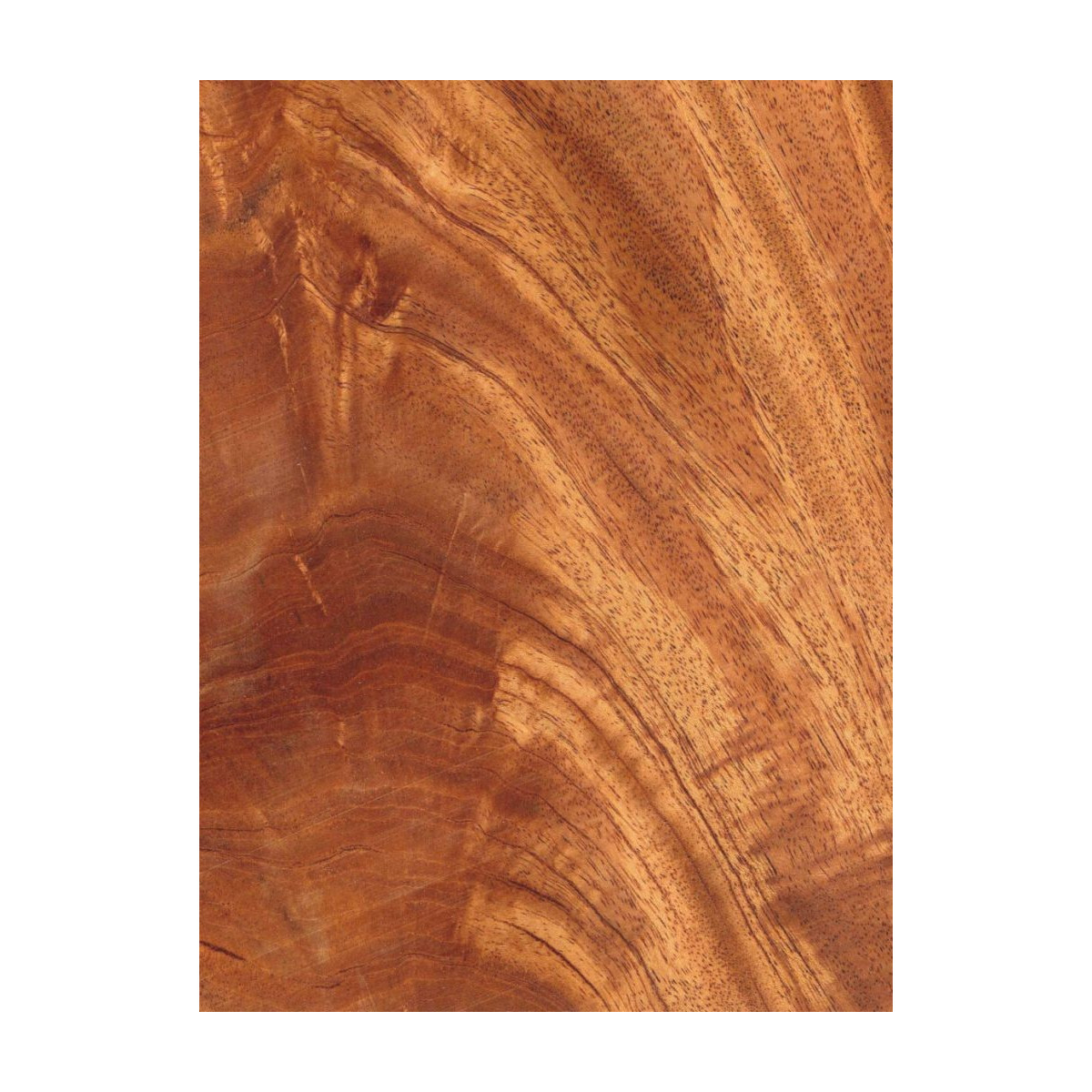 Placage Ronce d' Acajou