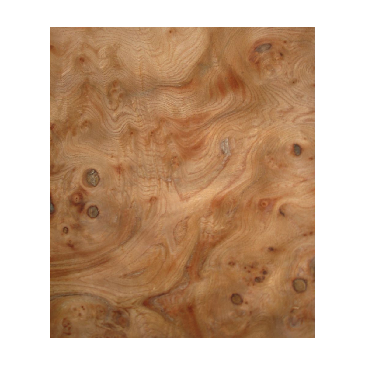 Placage Loupe d' Orme