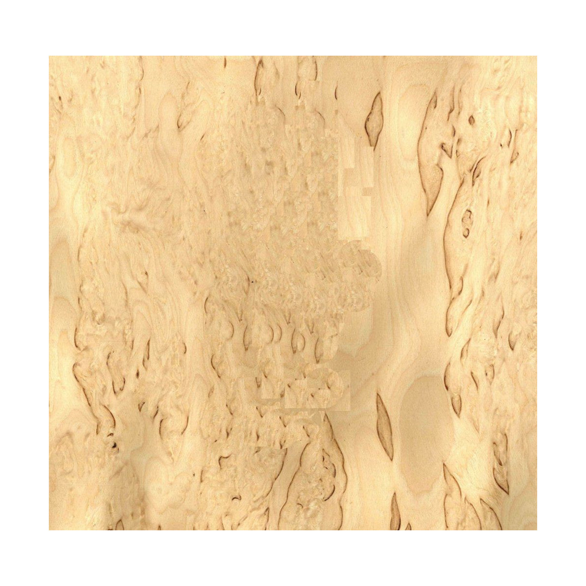 Bouleau madré de Norvège-Placages et Filets GAUTHEY