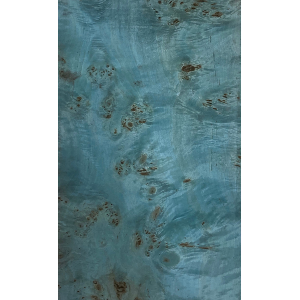 Placage Loupe de peuplier bleu 09