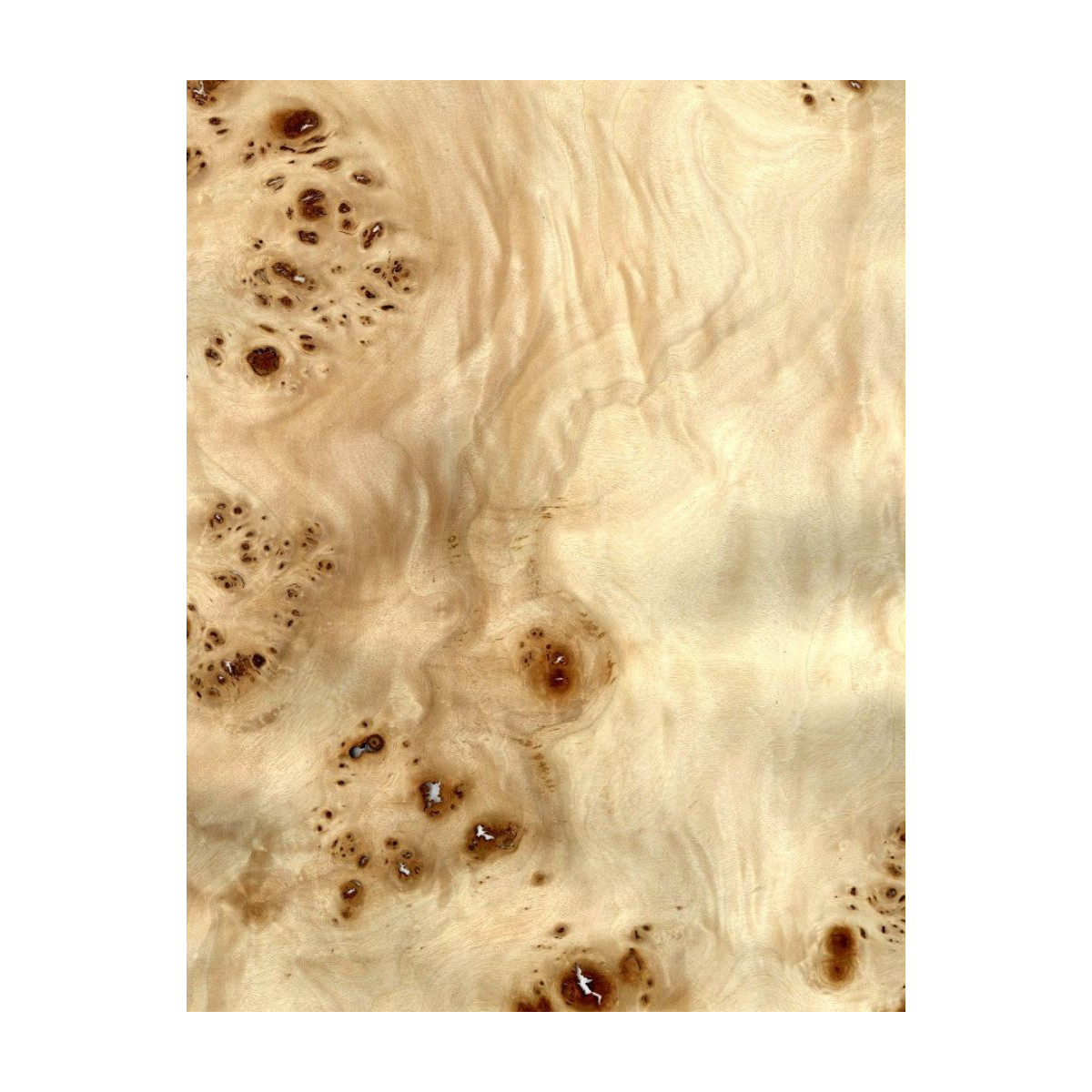 Placage Loupe de Peulier