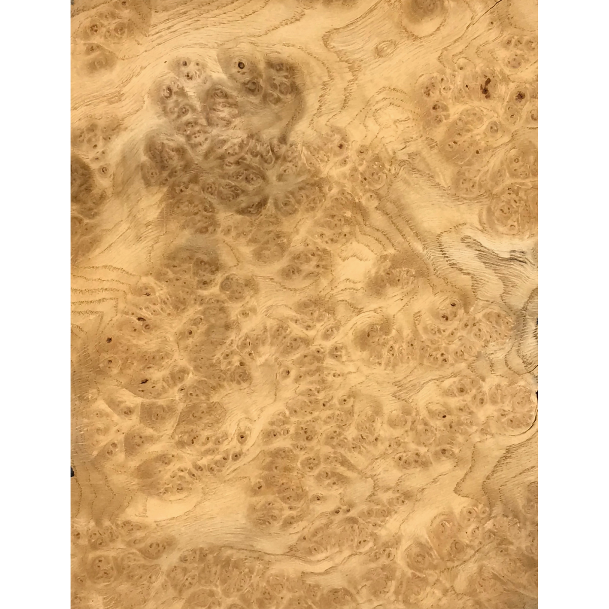 Placage  Loupe de Chêne