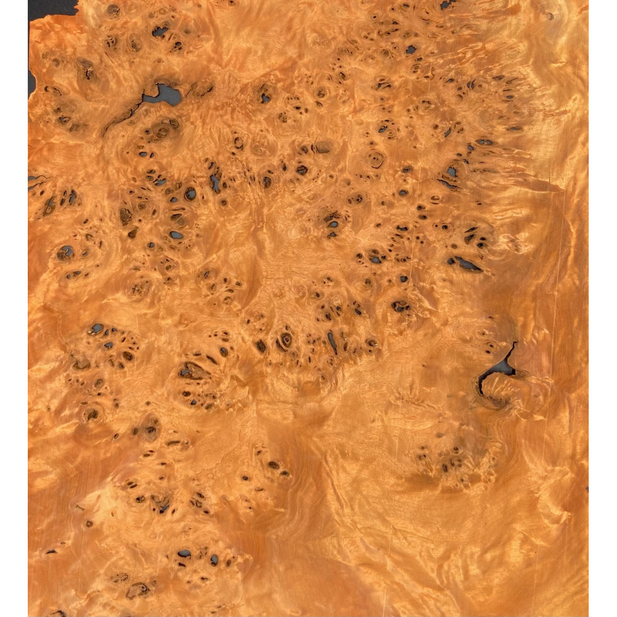 Loupe de peuplier Orange