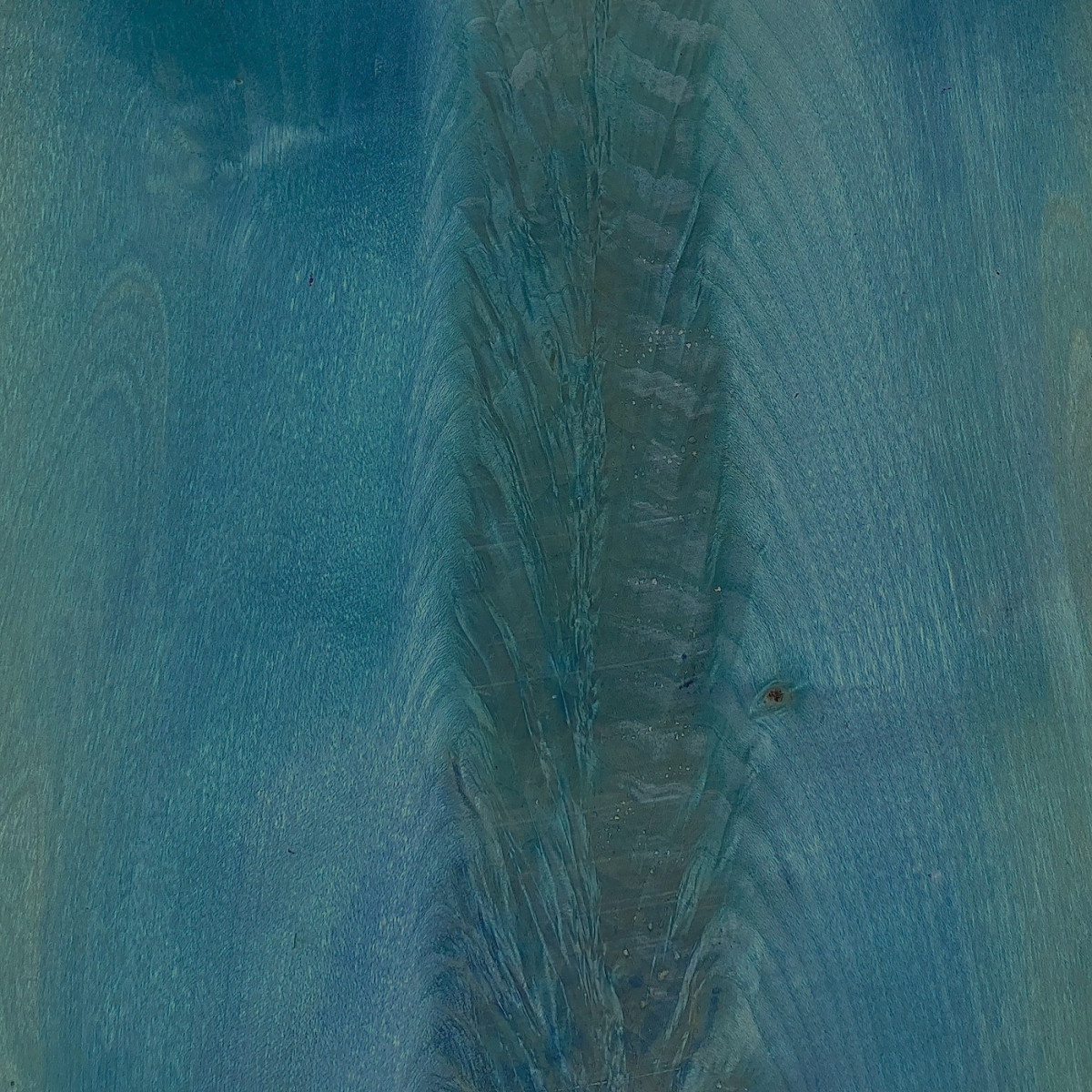 Ronce de sycomore bleu 09